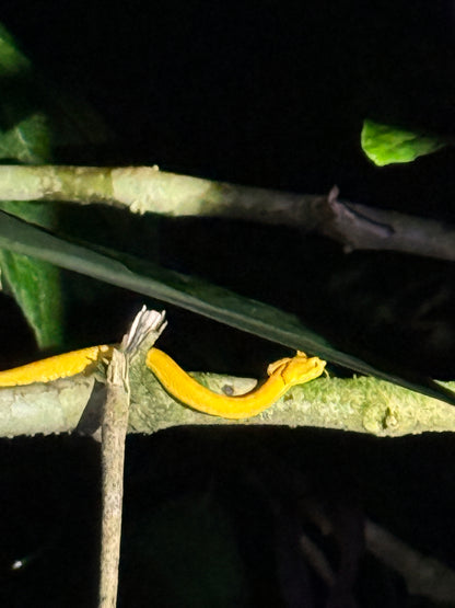 Caminata nocturna por la selva tropical de Arenal