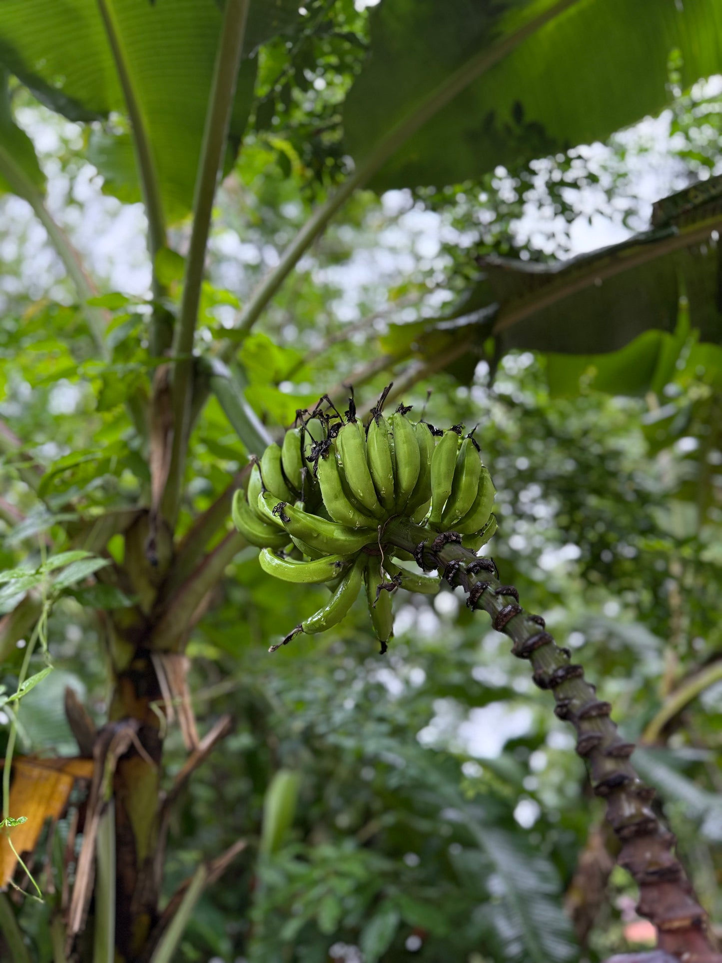 Bijagua Rainforest, Coffee & Chocolate Tour + Llanos del Cortez Waterfall | From Guanacaste