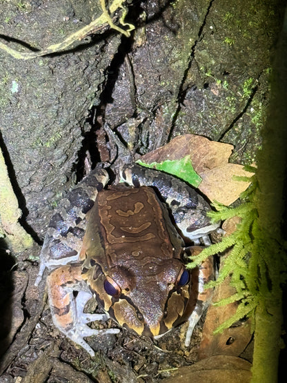 Caminata nocturna por la selva tropical de Arenal