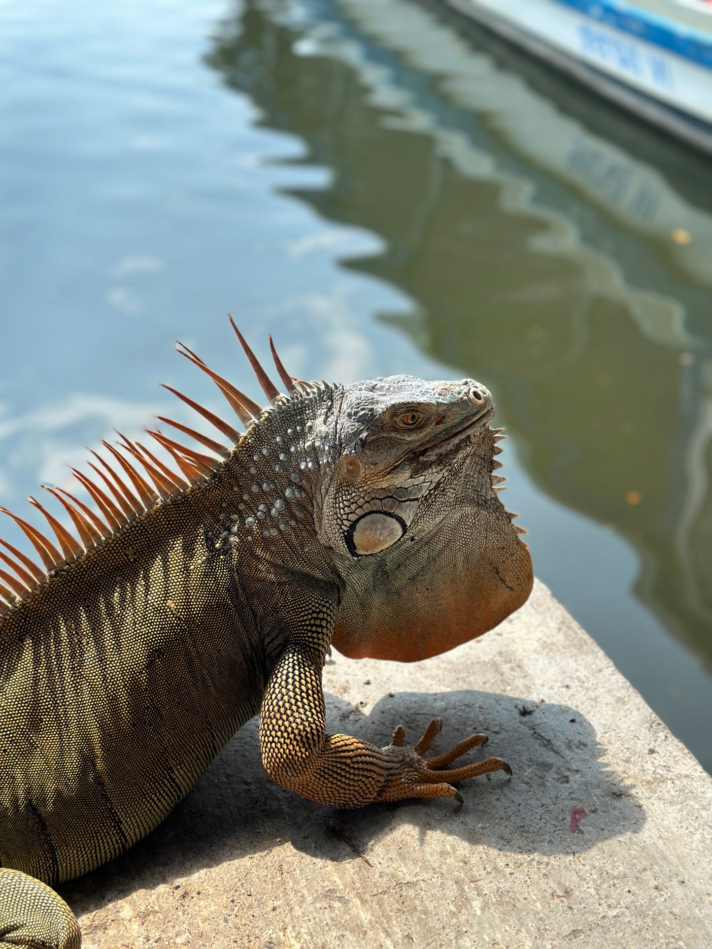 Tour en Canoa Tortuguero