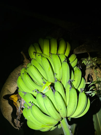 Caminata nocturna por la selva tropical de Arenal