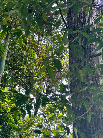 Tortuguero Hill Tour