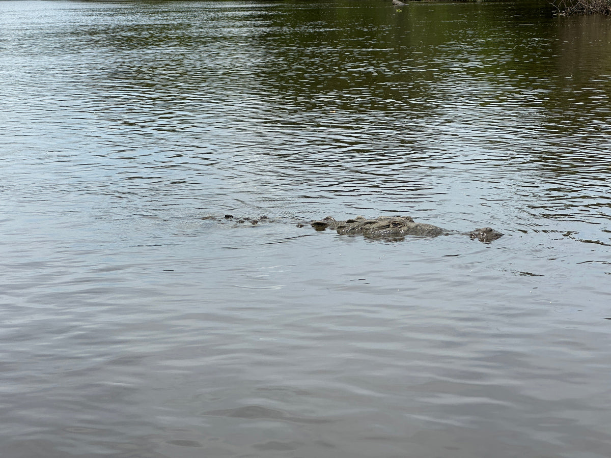 Palo Verde River Safari in Guanacaste