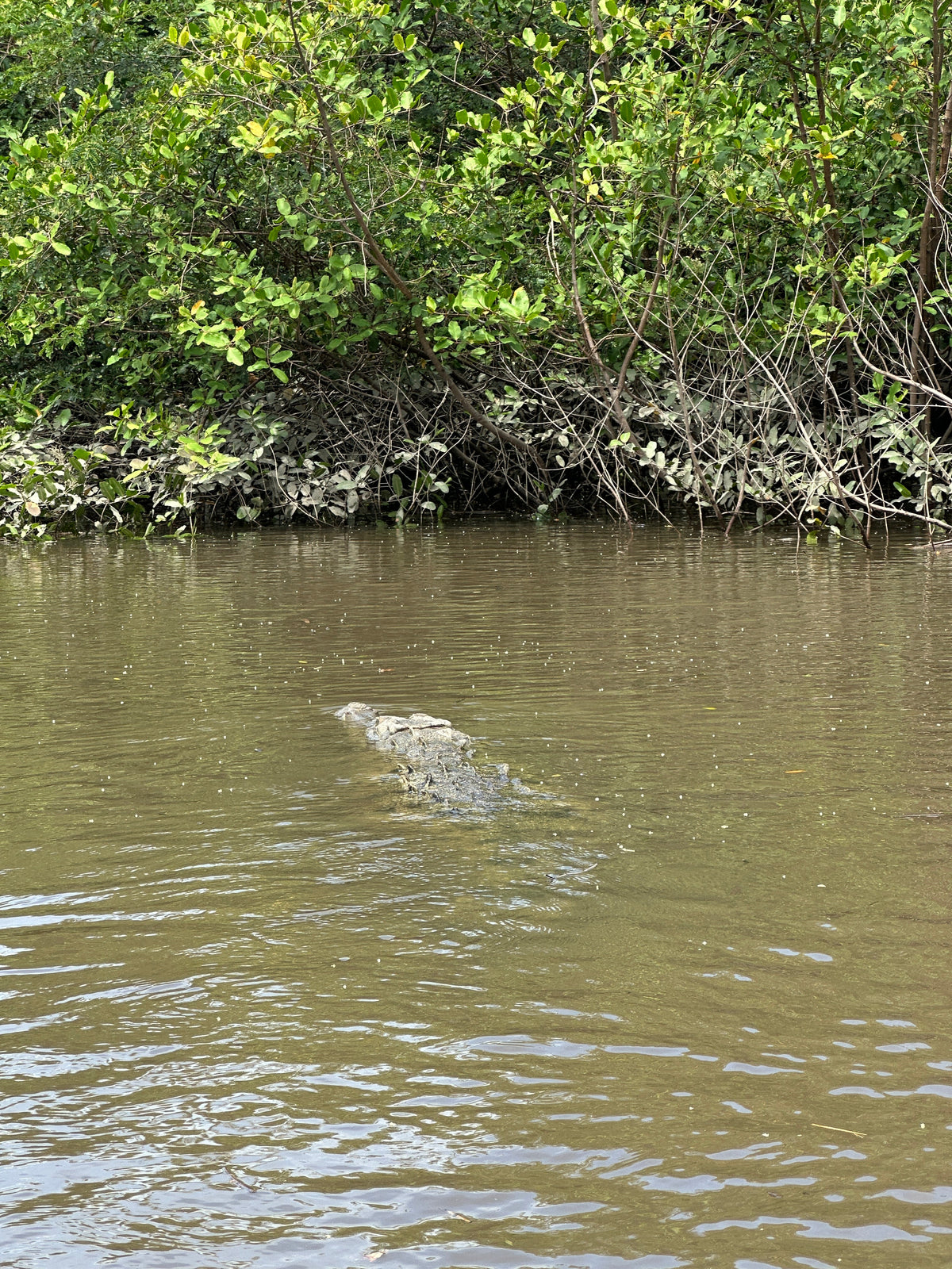 Palo Verde River Safari in Guanacaste