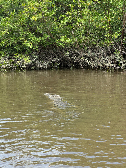 Palo Verde River Safari in Guanacaste