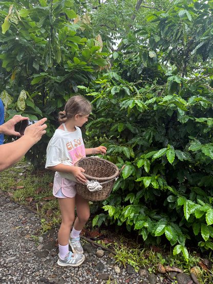 Bijagua Rainforest, Coffee & Chocolate Tour + Llanos del Cortez Waterfall | From Guanacaste