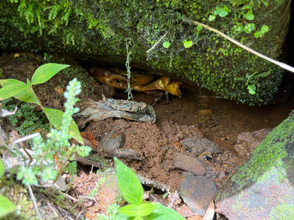 Tour Volcán Miravalles Experiencia Guanacaste