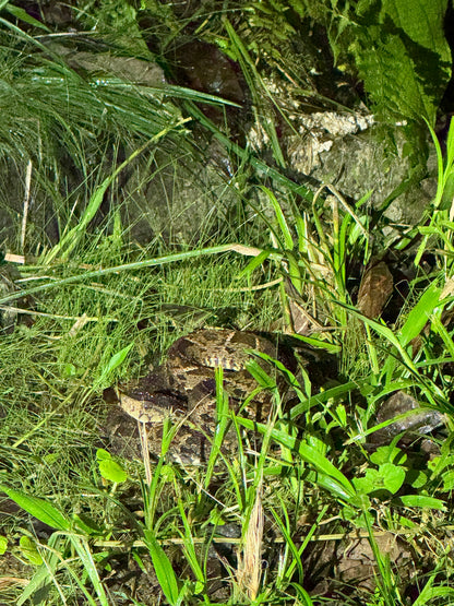 Caminata nocturna por la selva tropical de Arenal