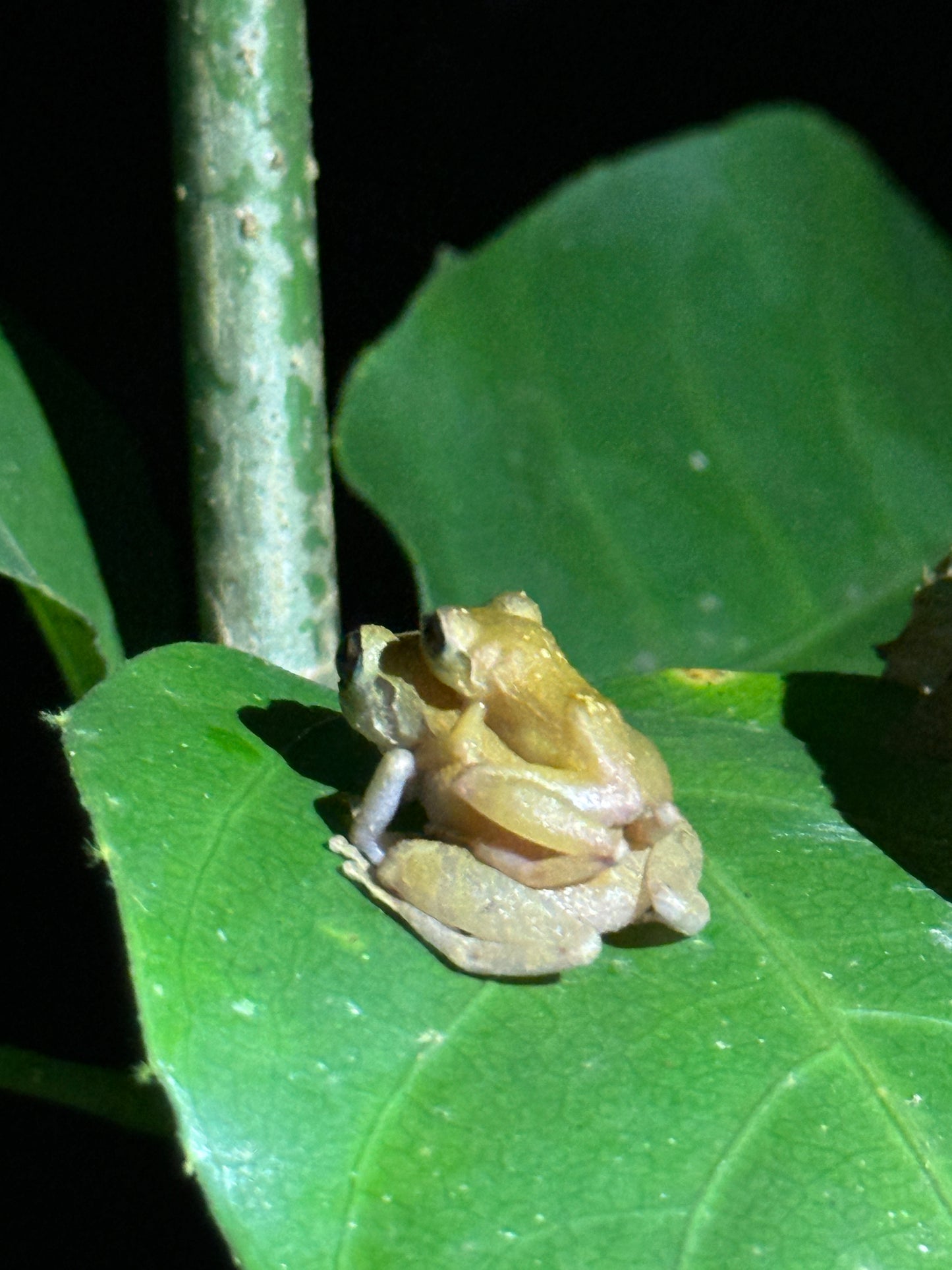 Caminata nocturna por la selva tropical de Arenal