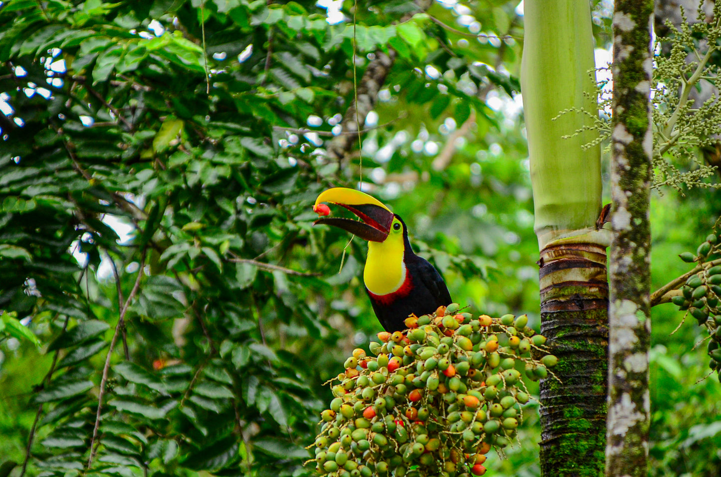 Arenal Zipline Canopy Adventure