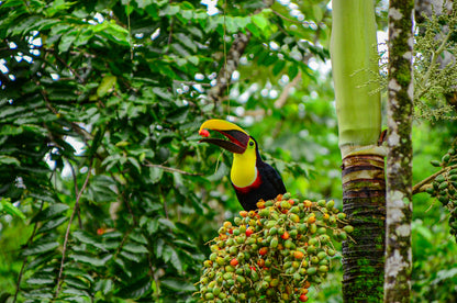 Arenal Zipline Canopy Adventure