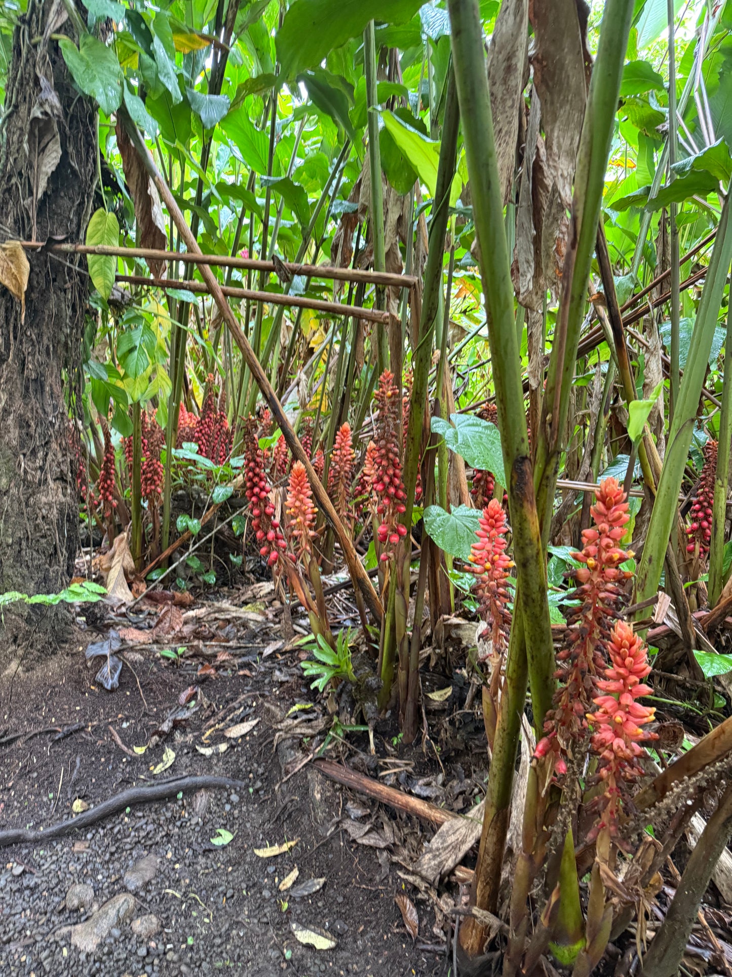 Bijagua Rainforest, Coffee & Chocolate Tour + Llanos del Cortez Waterfall | From Guanacaste