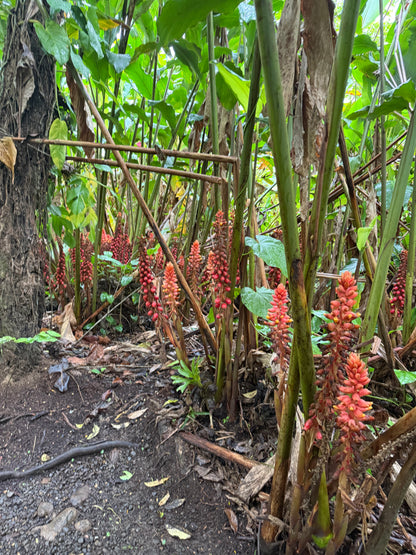 Bijagua Rainforest, Coffee & Chocolate Tour + Llanos del Cortez Waterfall | From Guanacaste