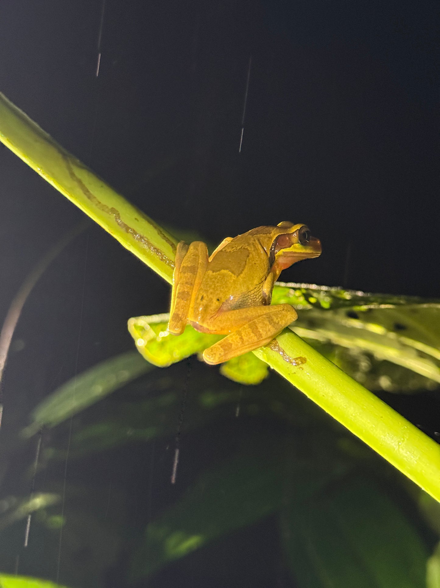Caminata nocturna por la selva tropical de Arenal
