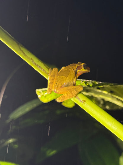 Caminata nocturna por la selva tropical de Arenal