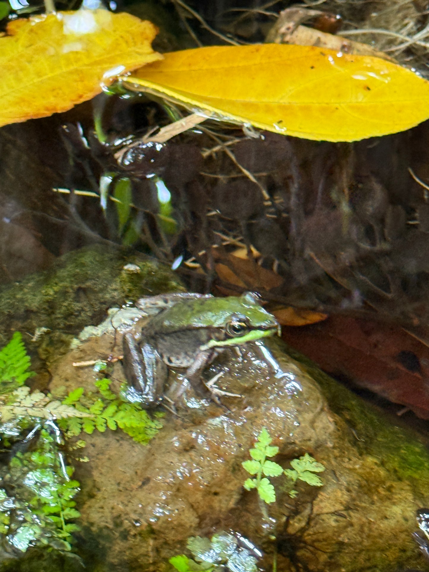 Bijagua Rainforest, Coffee & Chocolate Tour + Llanos del Cortez Waterfall | From Guanacaste
