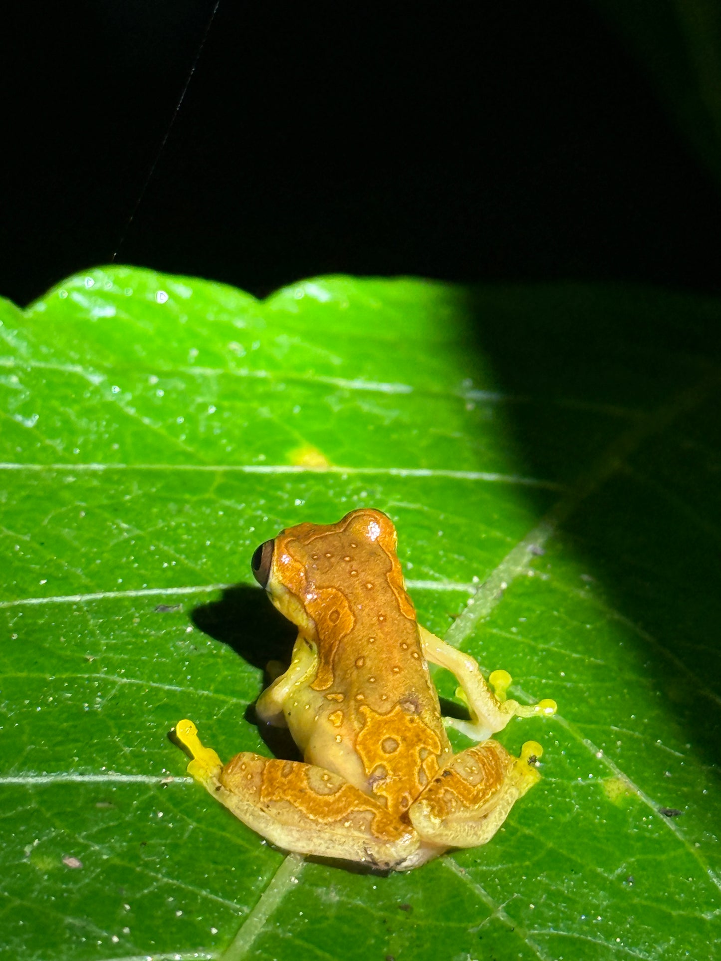 Caminata nocturna por la selva tropical de Arenal