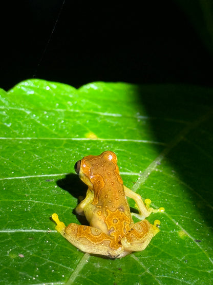 Caminata nocturna por la selva tropical de Arenal