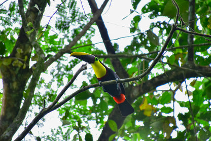 Arenal Zipline Canopy Adventure