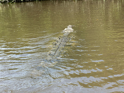 Palo Verde River Safari in Guanacaste