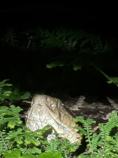 Caminata nocturna por la selva tropical de Arenal