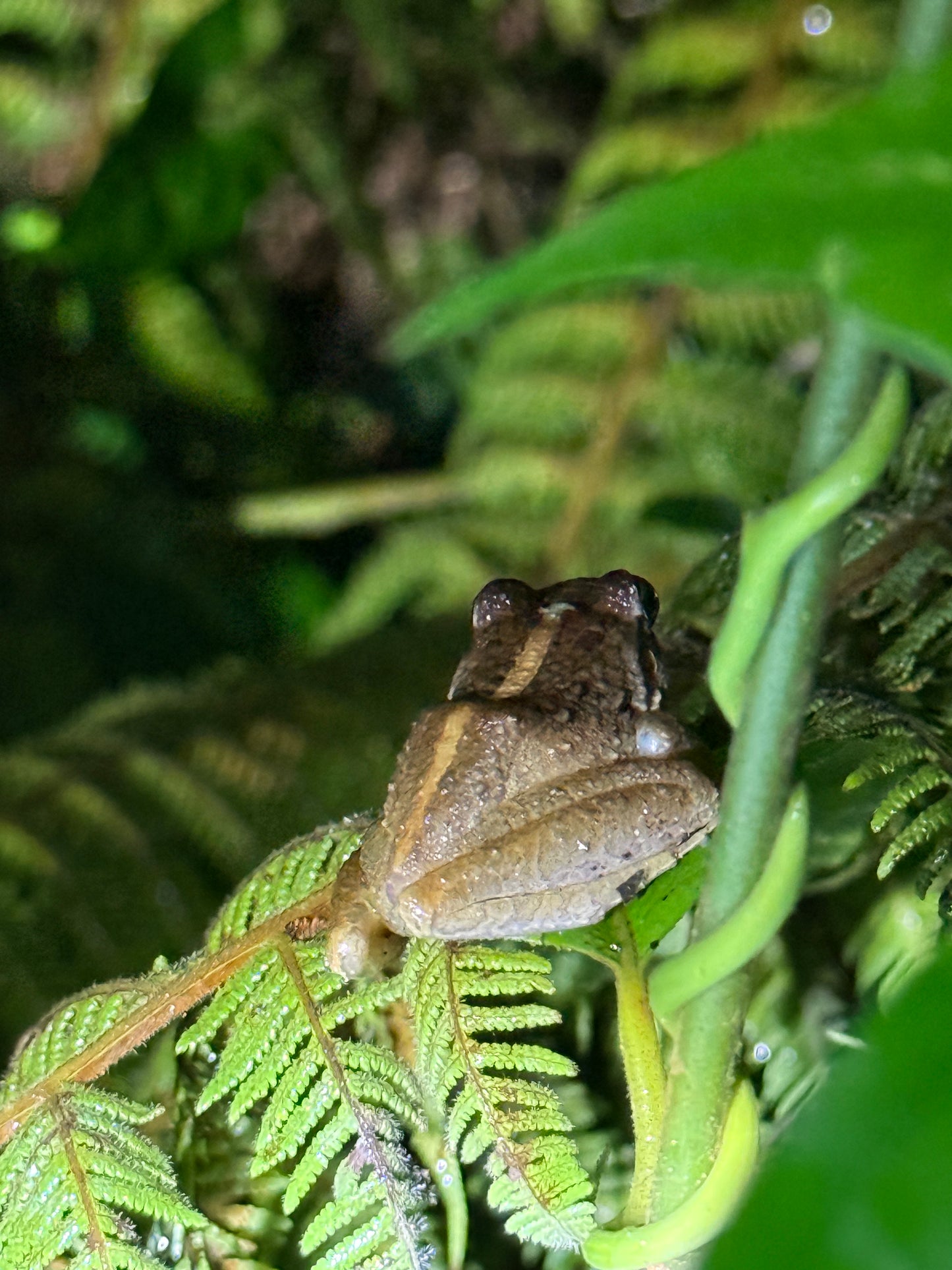 Caminata nocturna por la selva tropical de Arenal