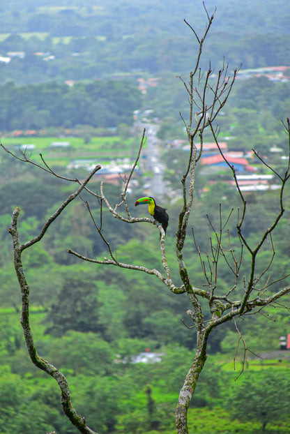 Arenal Zipline Canopy Adventure