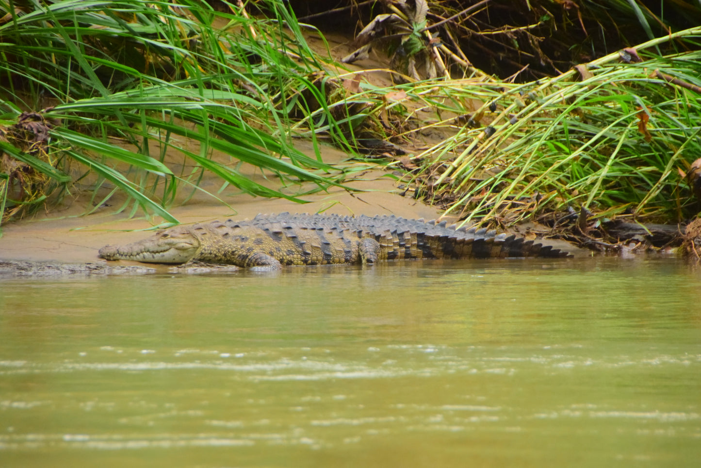 Safari flotante en Peñas Blancas desde La Fortuna