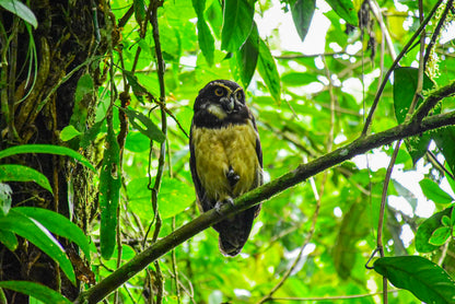 Arenal Zipline Canopy Adventure