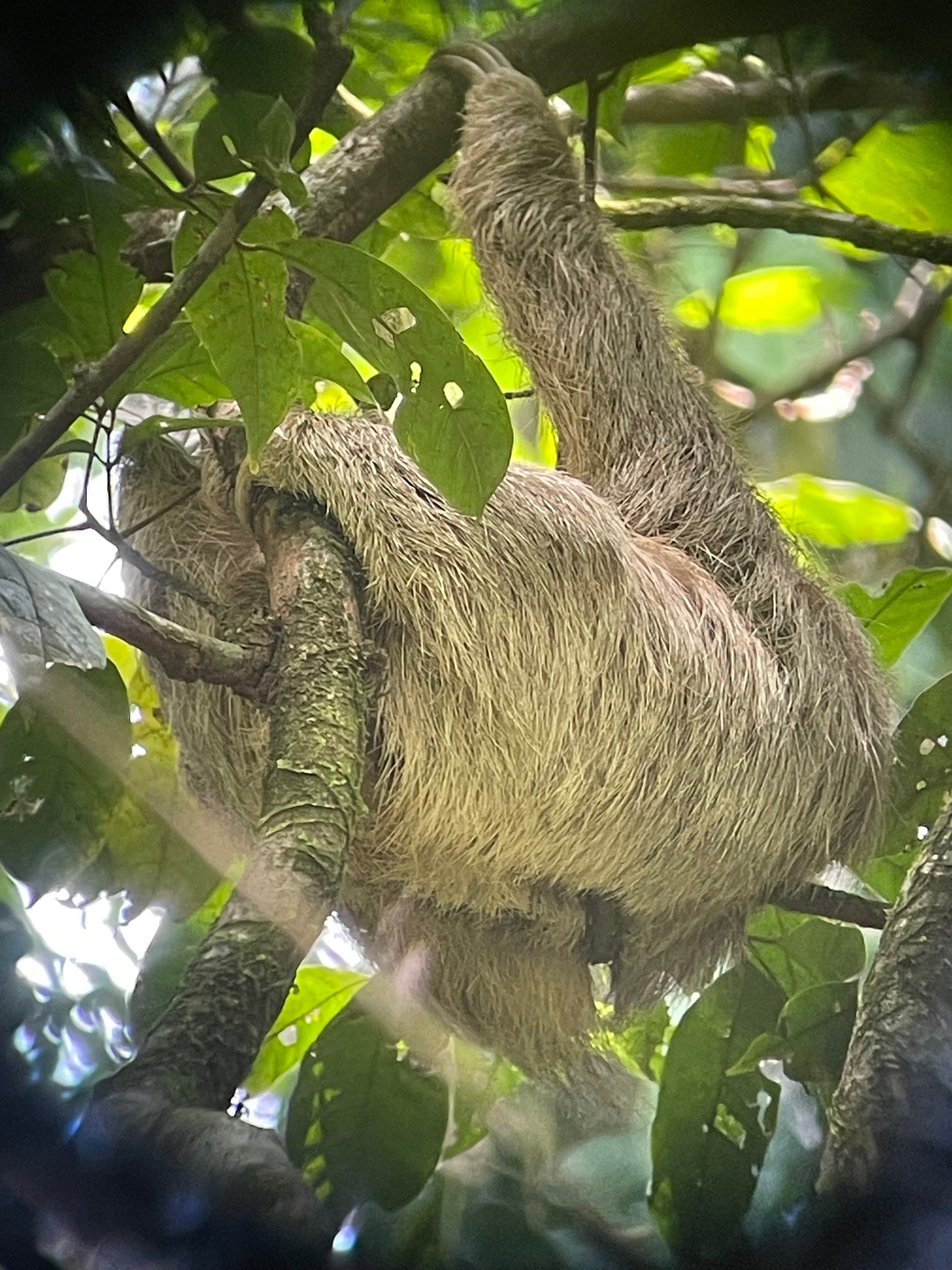 Canoe Tour Tortuguero