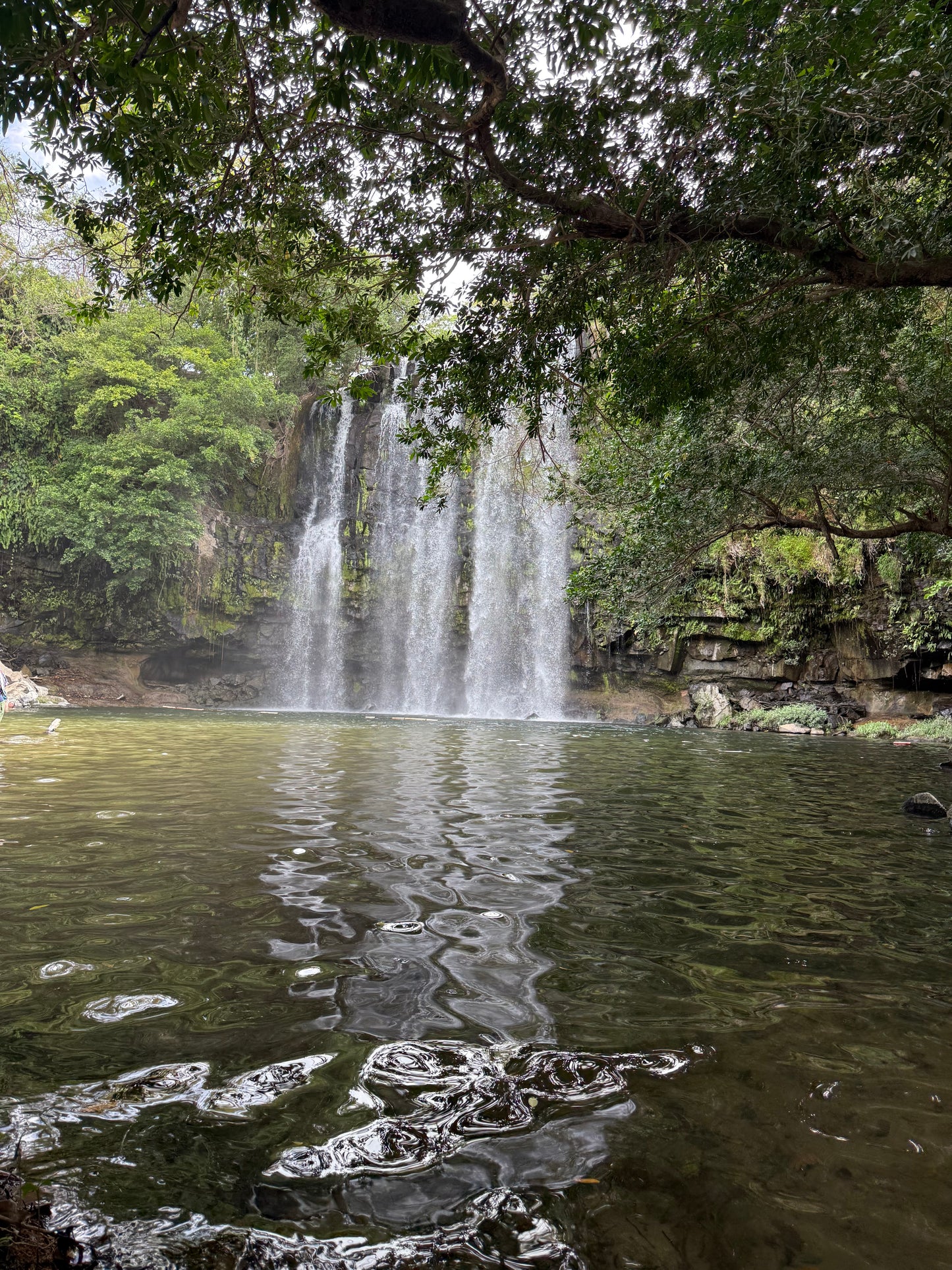 Bijagua Rainforest, Coffee & Chocolate Tour + Llanos del Cortez Waterfall | From Guanacaste