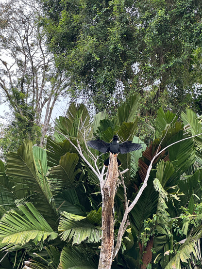 Tour en Canoa Tortuguero