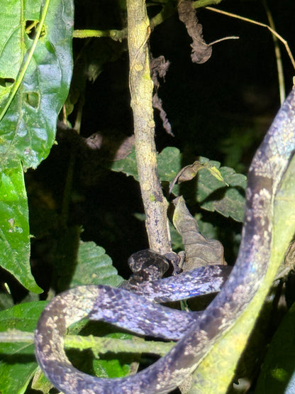 Caminata nocturna por la selva tropical de Arenal