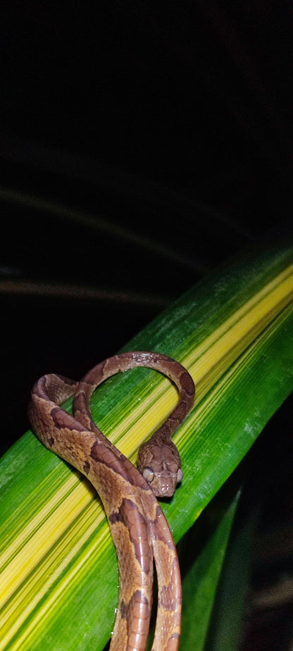 Caminata nocturna