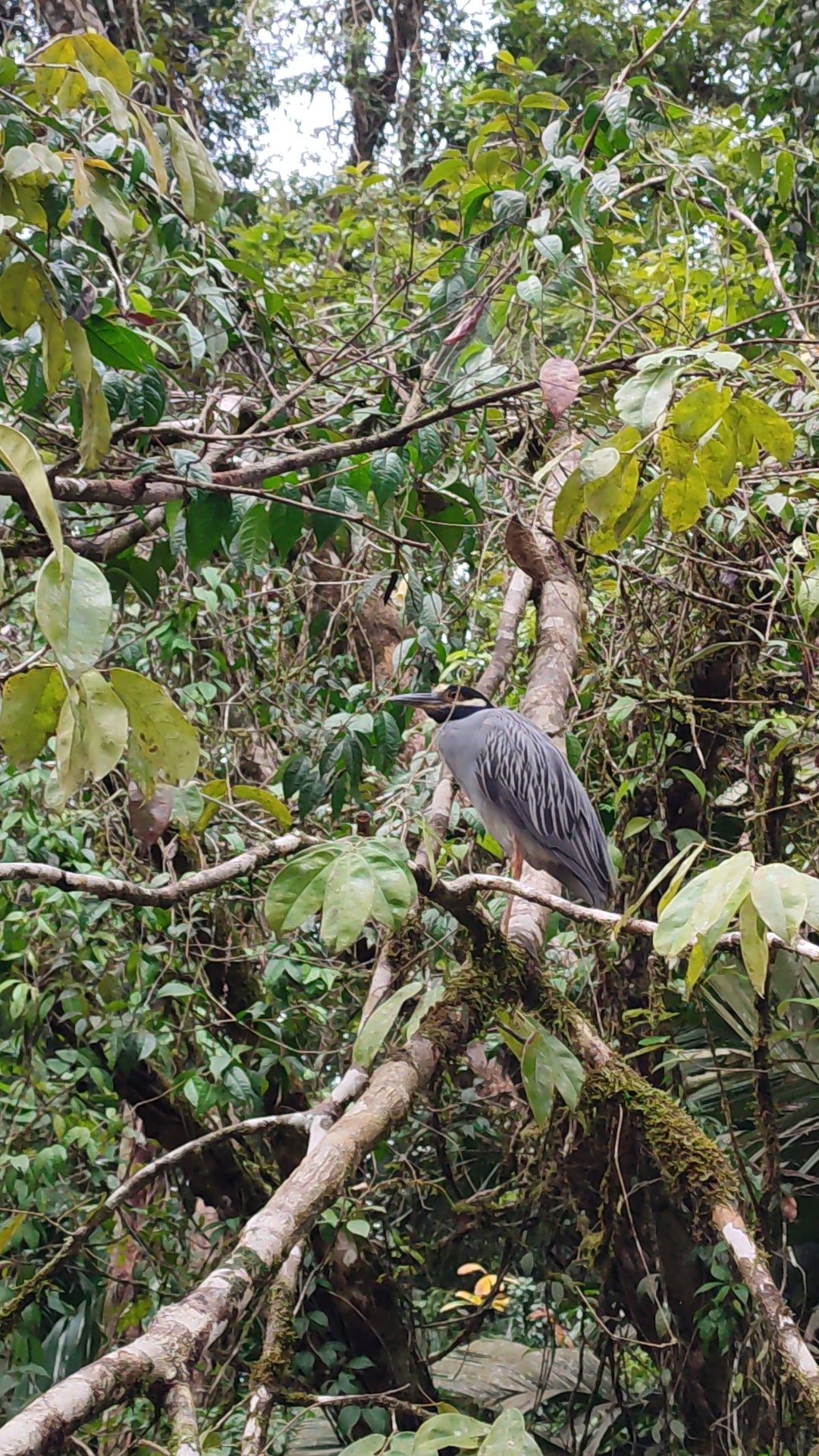 Tortuguero Hill Tour