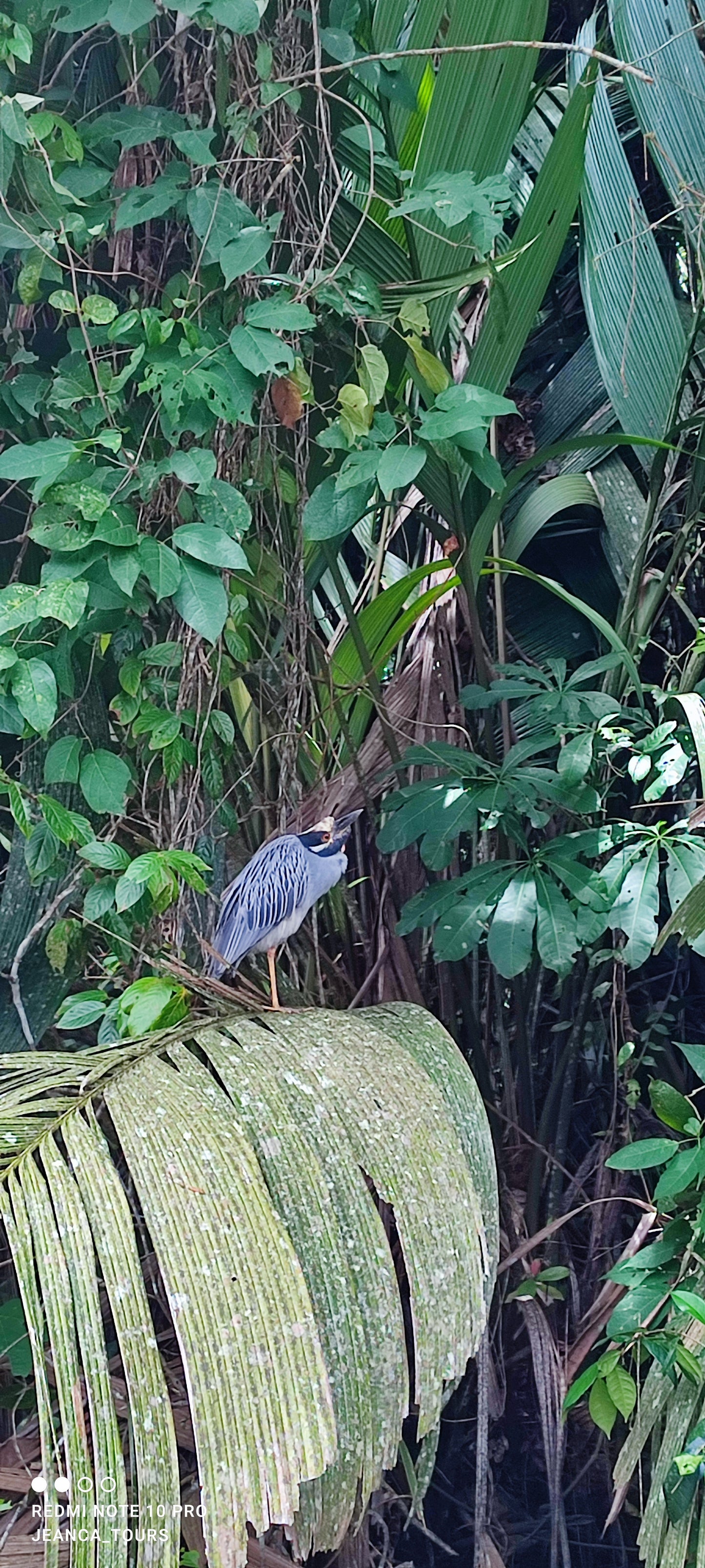 Tour en Canoa Tortuguero