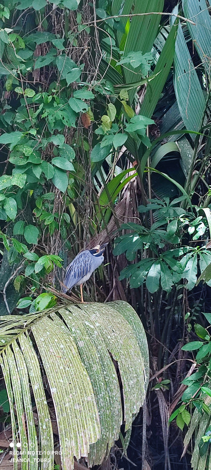 Canoe Tour Tortuguero