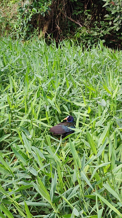 Canoe Tour Tortuguero