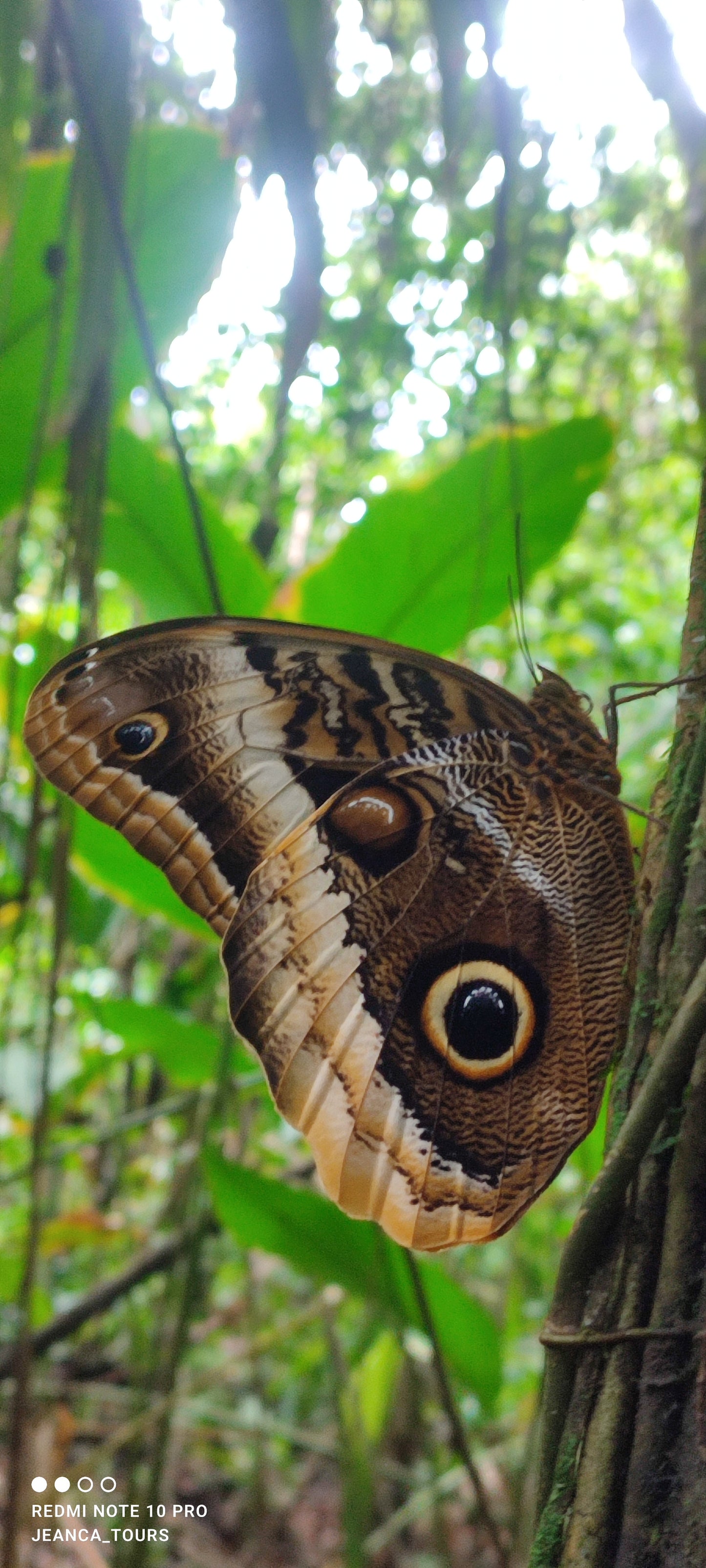 Tortuguero Hill Tour