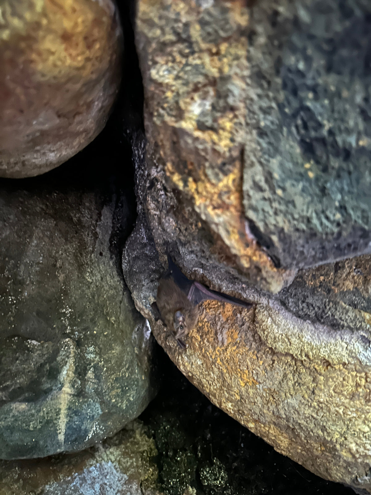 La Leona Waterfall Adventure in Guanacaste