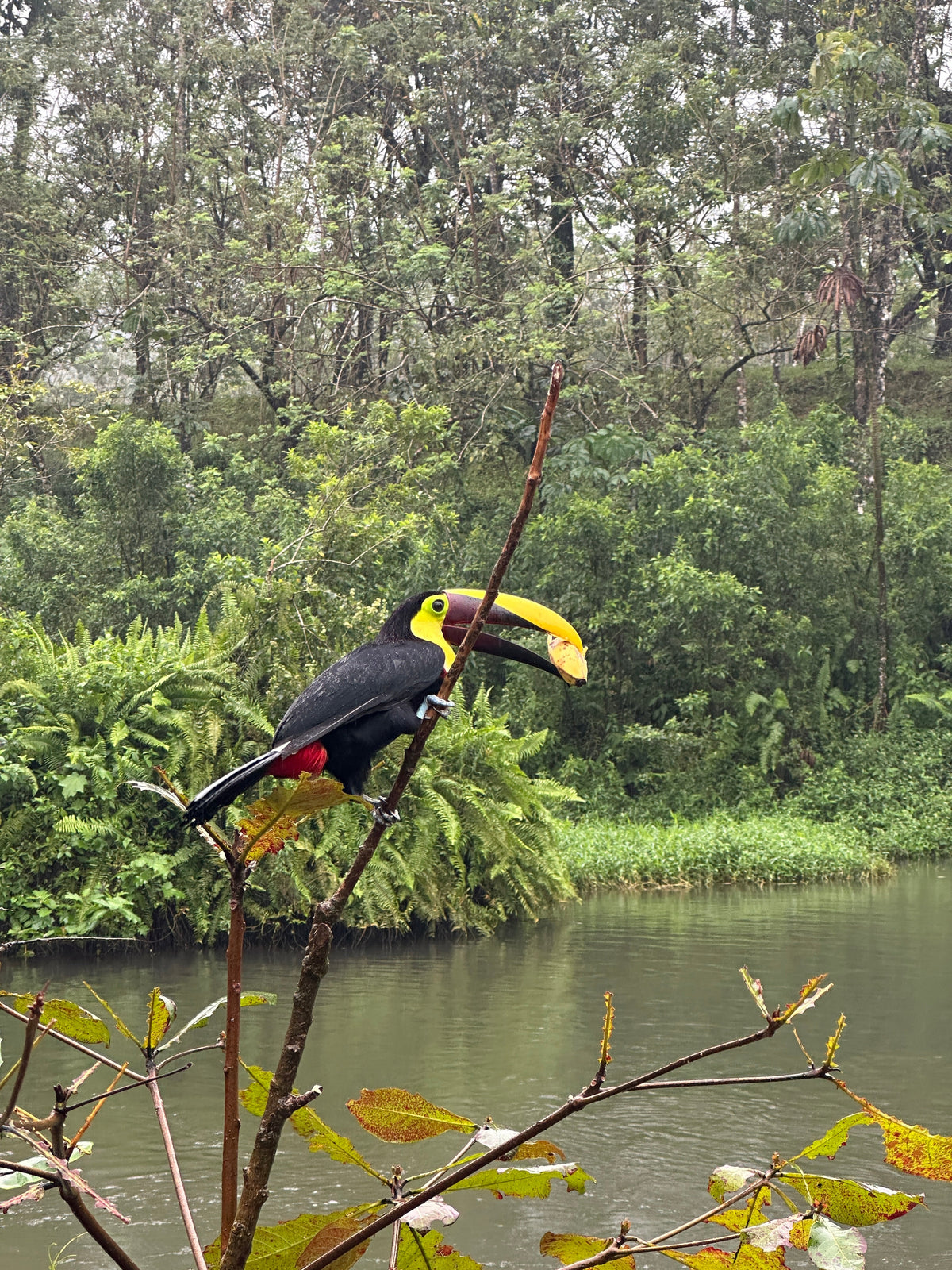 Bijagua rainforest and Llanos del Cortez tour in Guanacaste
