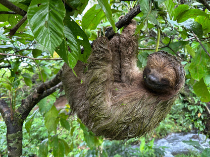 Bijagua rainforest and Llanos del Cortez tour in Guanacaste