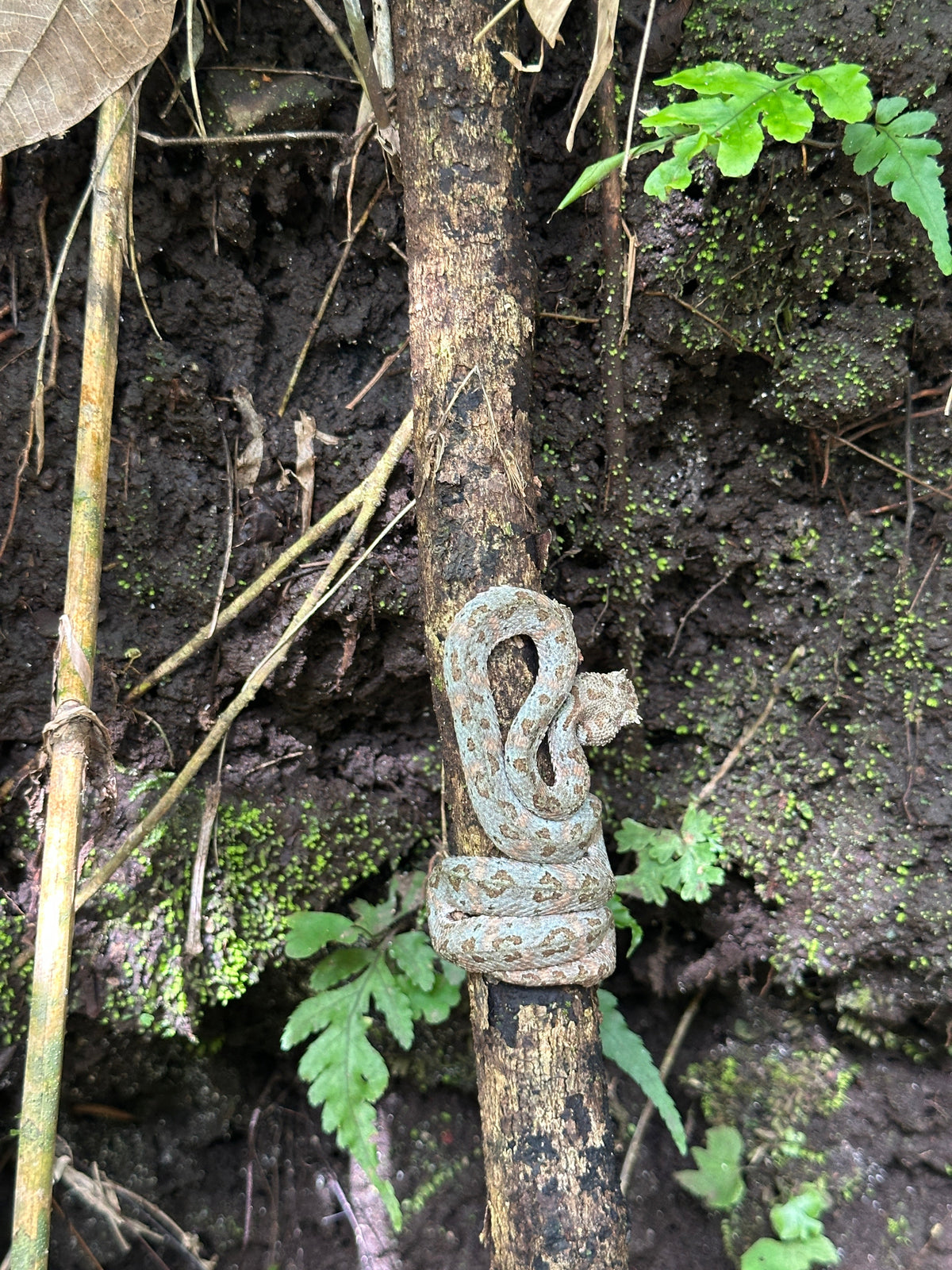 Rincón de la Vieja Volcano & Hot Springs in Guanacaste