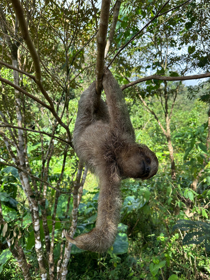 Bijagua rainforest and Llanos del Cortez tour in Guanacaste