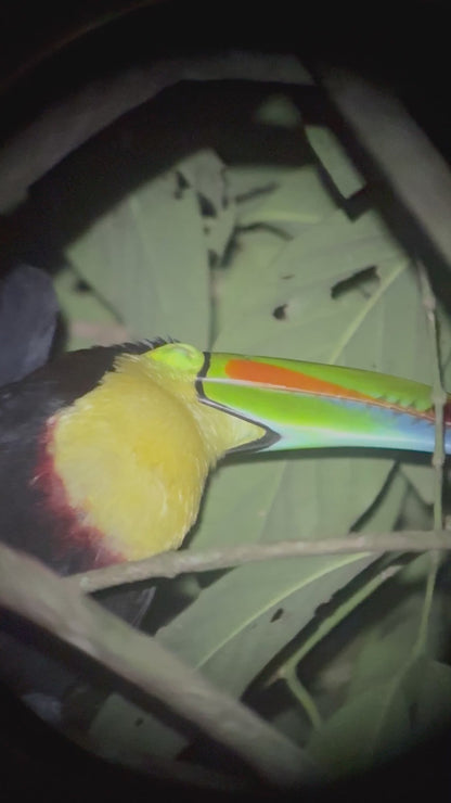 Fascinante paseo nocturno en Tortuguero