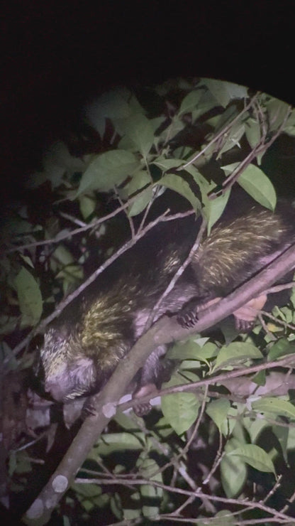 Fascinante paseo nocturno en Tortuguero