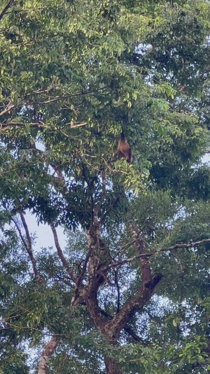 Canoe Tour Tortuguero